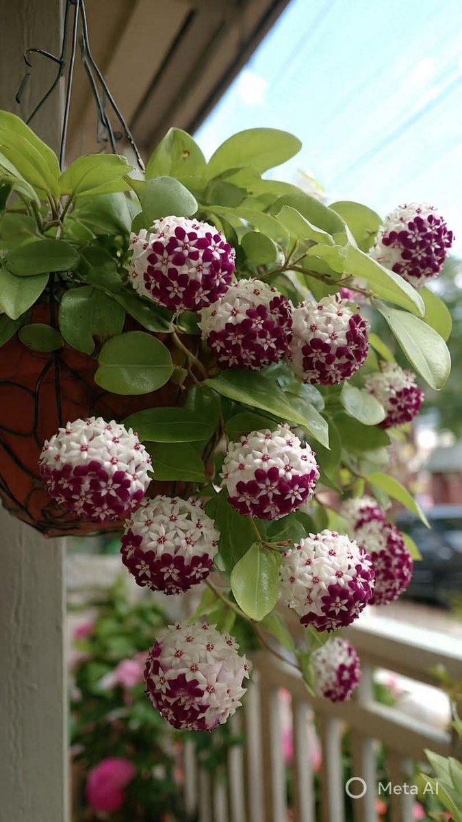 greenvibe's tweet image. Beautiful waxy blooms in perfect spheres — this Hoya is a showstopper.