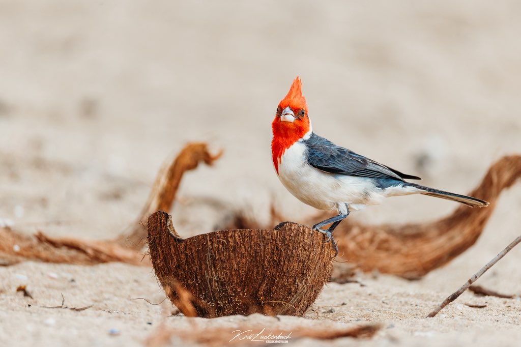 Kris Luckenbach tweet media