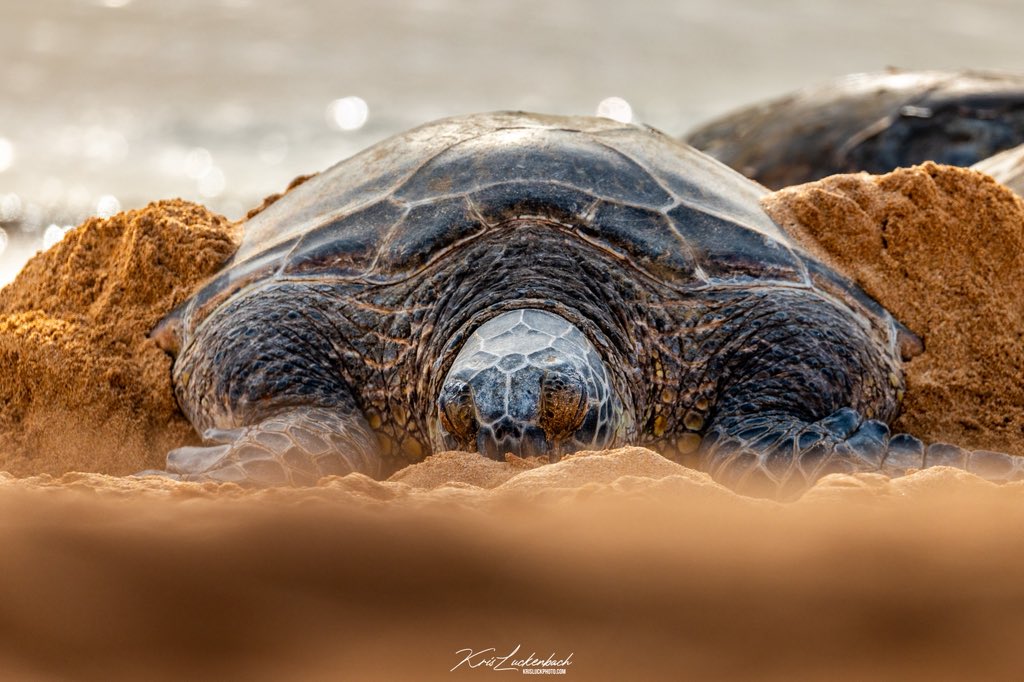 Kris Luckenbach tweet media