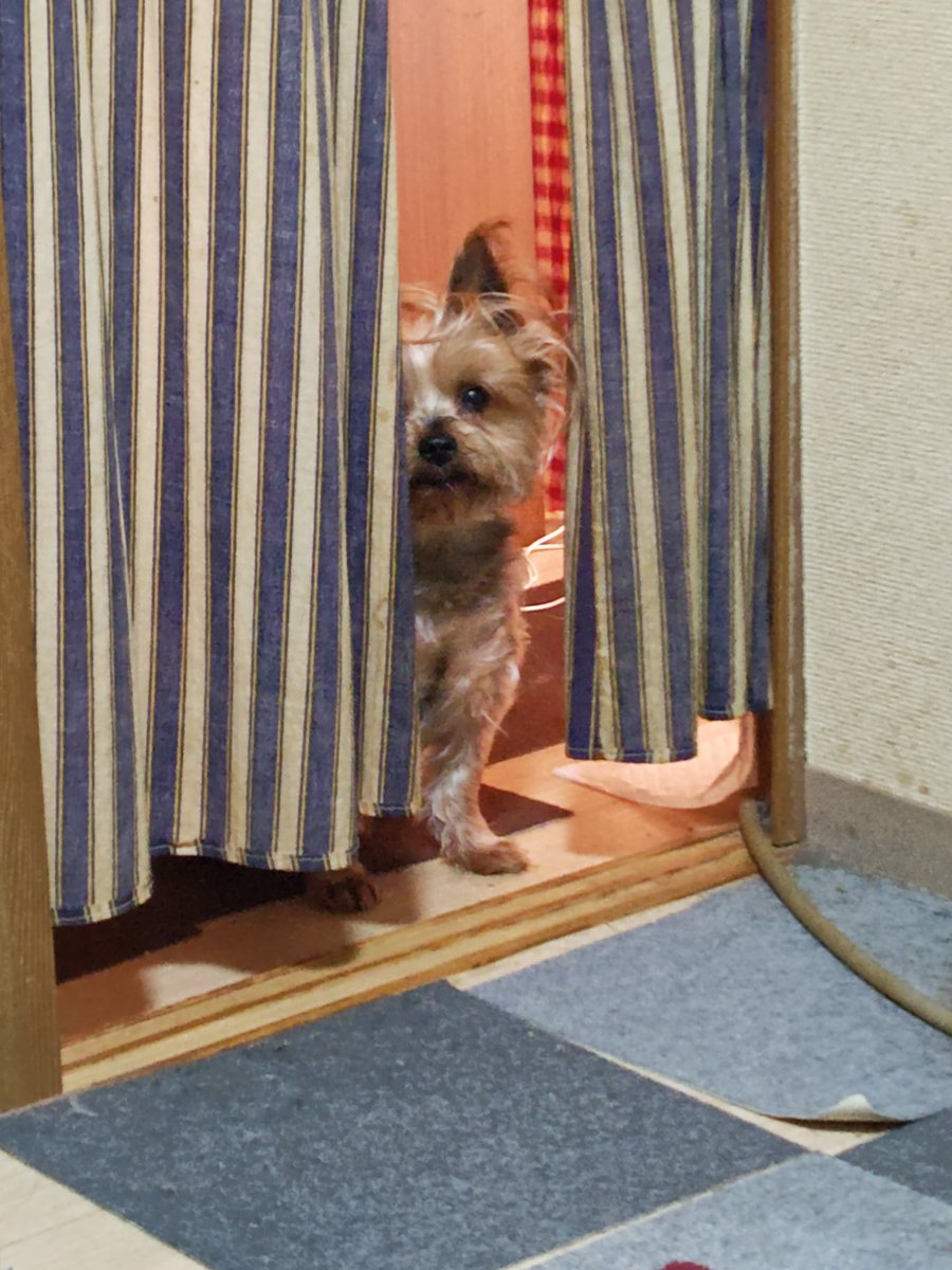 綾波カヲル@ちゃぴこ tweet media