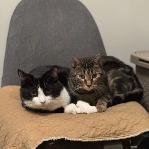 TreeHouseCats's tweet image. The votes are in, and Erickson has been named “Most Likely to Stop, Flop, and Roll on the Carpet!” 🤩 If you had a superlative, it would be “Most Likely to Change Lives.” Send your gift to help the next cat in need today.
👉️ treehouseanimals.org/April #TreeHouseCats #Donate #Cats