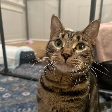 TreeHouseCats's tweet image. The votes are in, and Erickson has been named “Most Likely to Stop, Flop, and Roll on the Carpet!” 🤩 If you had a superlative, it would be “Most Likely to Change Lives.” Send your gift to help the next cat in need today.
👉️ treehouseanimals.org/April #TreeHouseCats #Donate #Cats