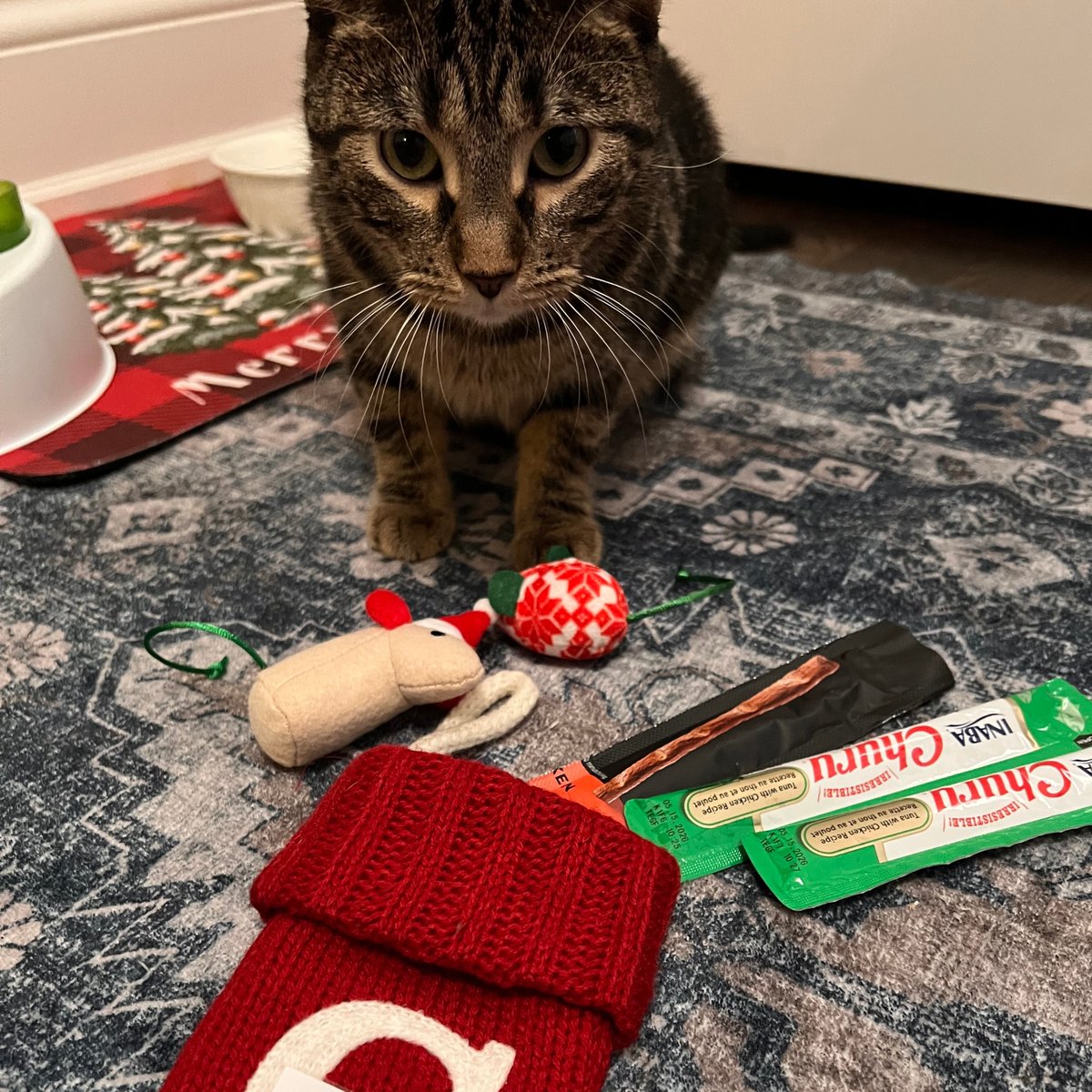 TreeHouseCats's tweet image. The votes are in, and Erickson has been named “Most Likely to Stop, Flop, and Roll on the Carpet!” 🤩 If you had a superlative, it would be “Most Likely to Change Lives.” Send your gift to help the next cat in need today.
👉️ treehouseanimals.org/April #TreeHouseCats #Donate #Cats