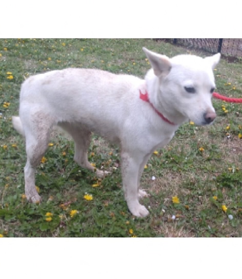 🆘緊急🆘#収容犬
🆘掲載期限4/16(木)
4/10(金)#千葉県 #山武郡 #芝山町 #新井田
青デニム首輪
#白♀#雑種犬
📲千葉県動物愛護センター🙇🏻‍♂️
#迷い犬 #迷子犬 #保護犬 #ミックス犬 #犬 #イヌ #いぬ #横芝光町 #多古町 #成田市 #富里市 #八街市 #山武市 #道の駅多古 #芝山公園 #芝山仁王尊 #風和里しばやま