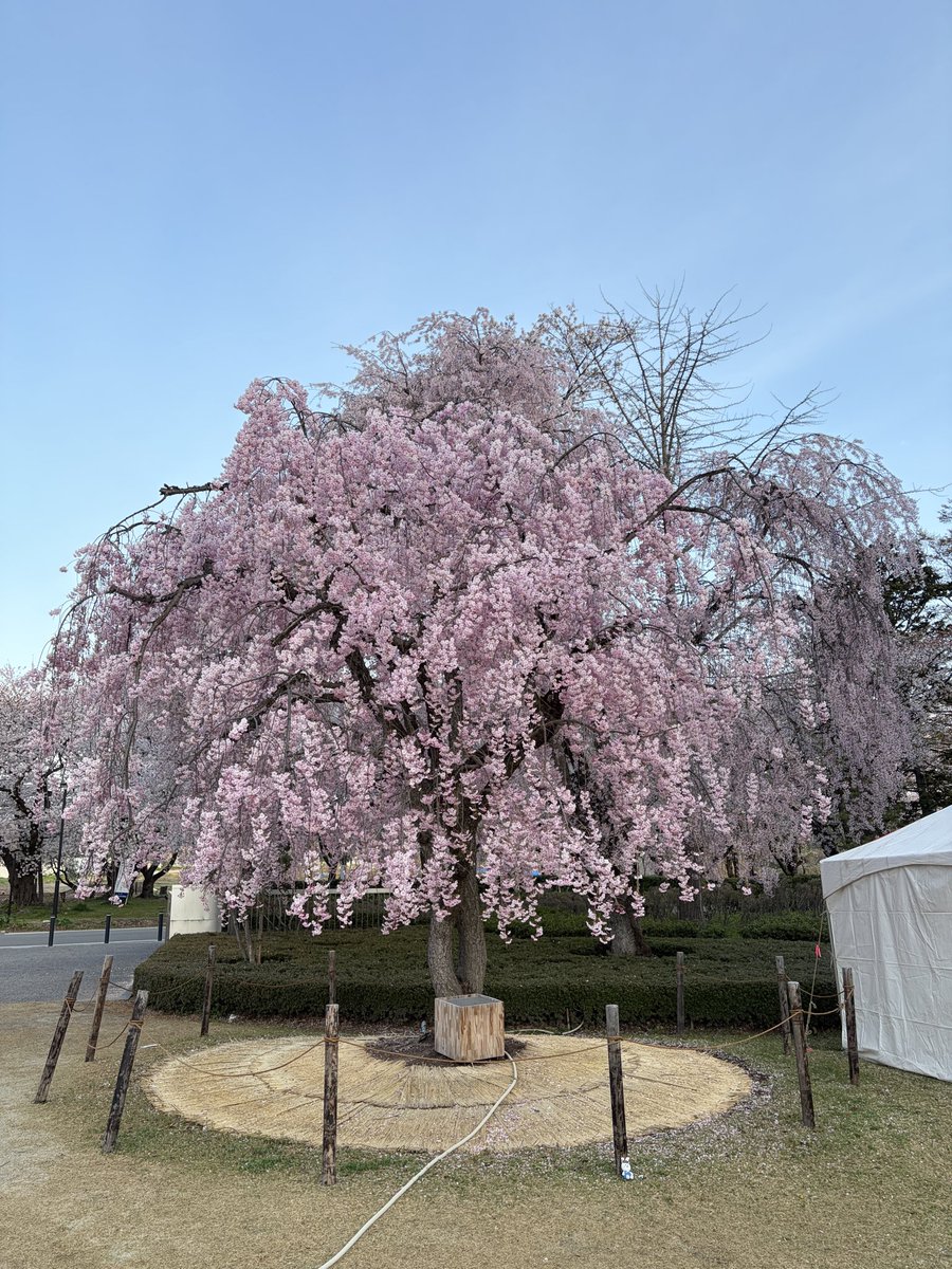 舞妓さんと枝垂れ桜 おはようございます😊 こちらでは桜🌸が散り始めてきました 先週末に某
