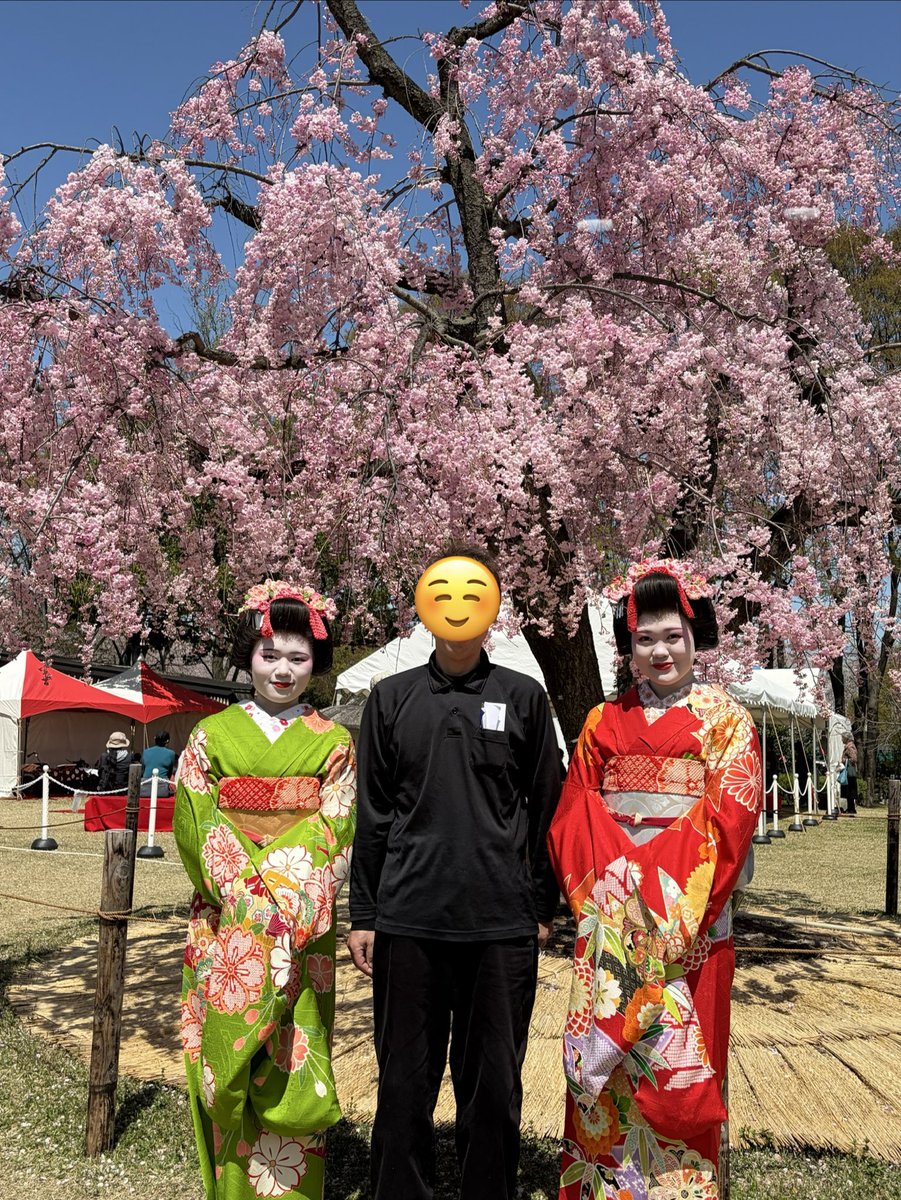 舞妓さんと枝垂れ桜 おはようございます😊 こちらでは桜🌸が散り始めてきました 先週末に某