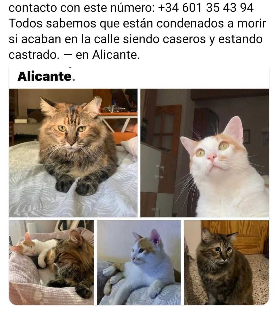 María Viñuela del Jeso tweet media