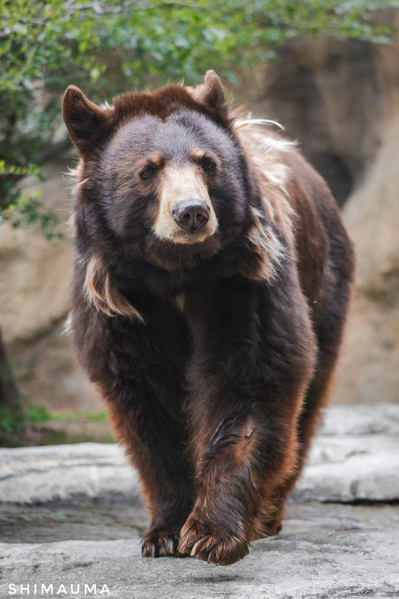 shimauma tweet media