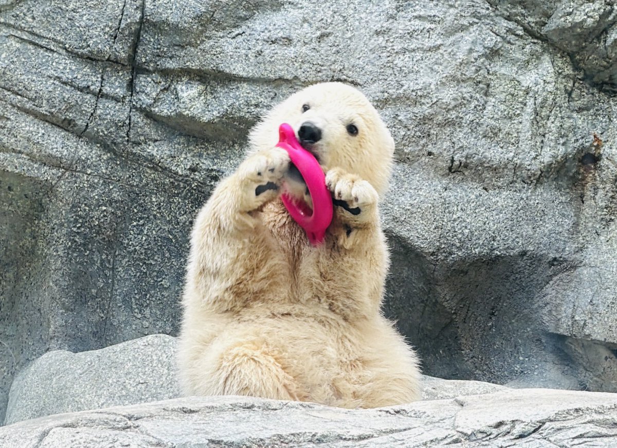 コタリーヌミレーネ tweet media