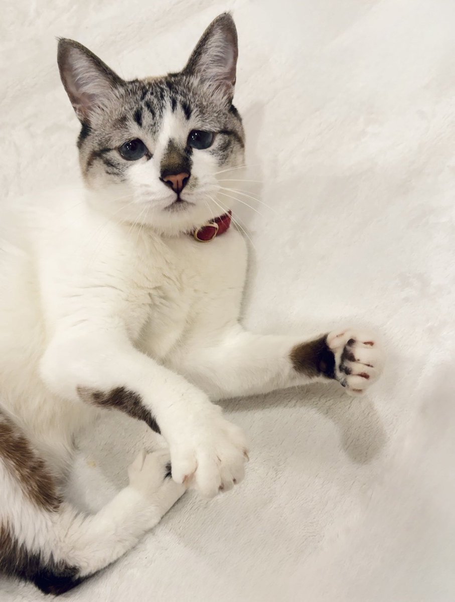 黒猫みんと 奇跡に近い回復を見せている｢みんと｣本当の奇跡を起こしたい！（西村