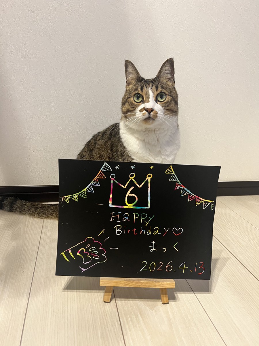 k___MT09's tweet photo. 昨日で6歳になりました🐈 https://t.co/g7lJsWFVyd