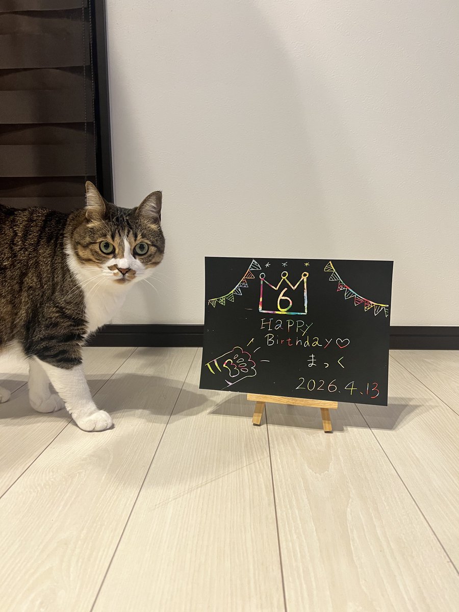 k___MT09's tweet photo. 昨日で6歳になりました🐈 https://t.co/g7lJsWFVyd