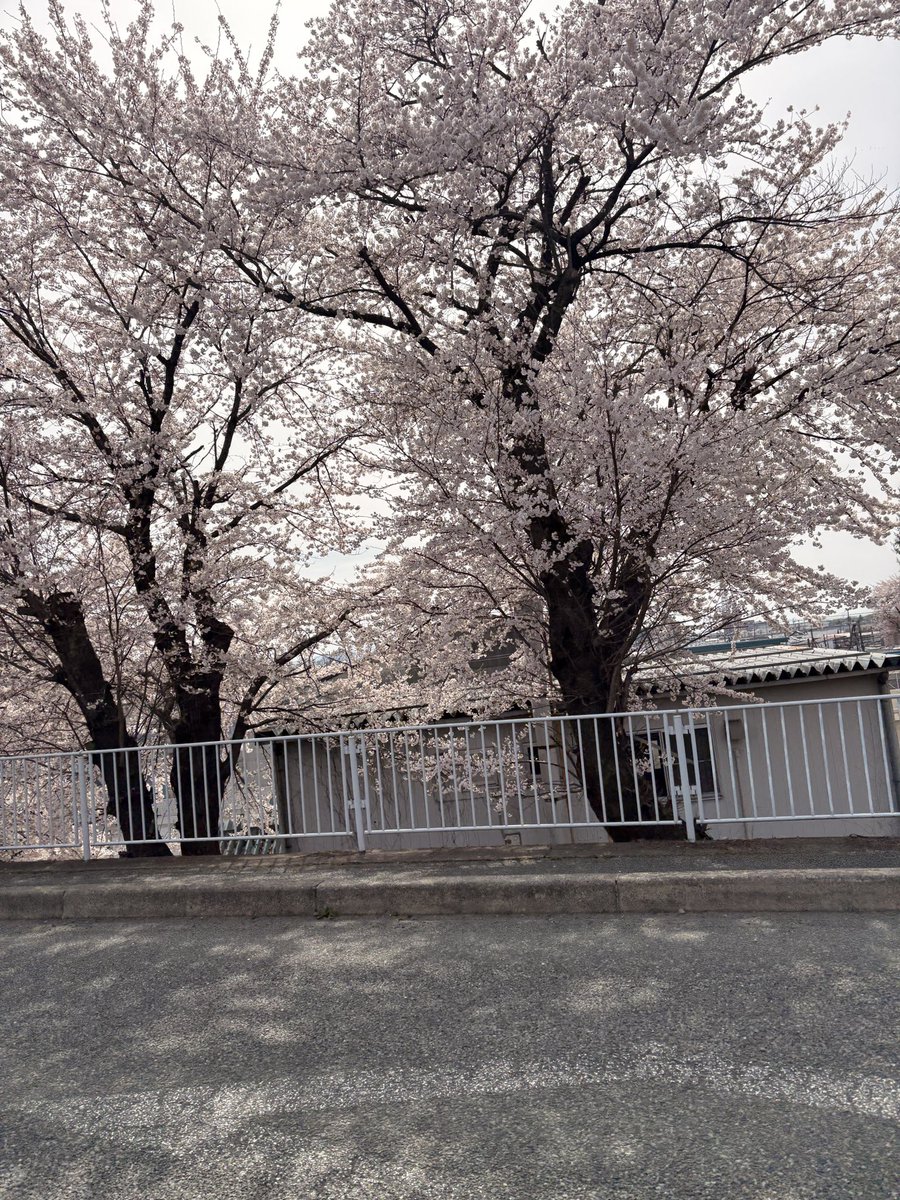 USK柚鈴（ゆず）パパ tweet media