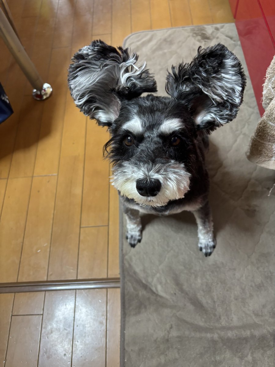 ふれさん tweet media