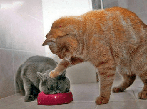 🐈蚵黑咪かきクロミ🐈米蟲系虛擬Idol tweet media