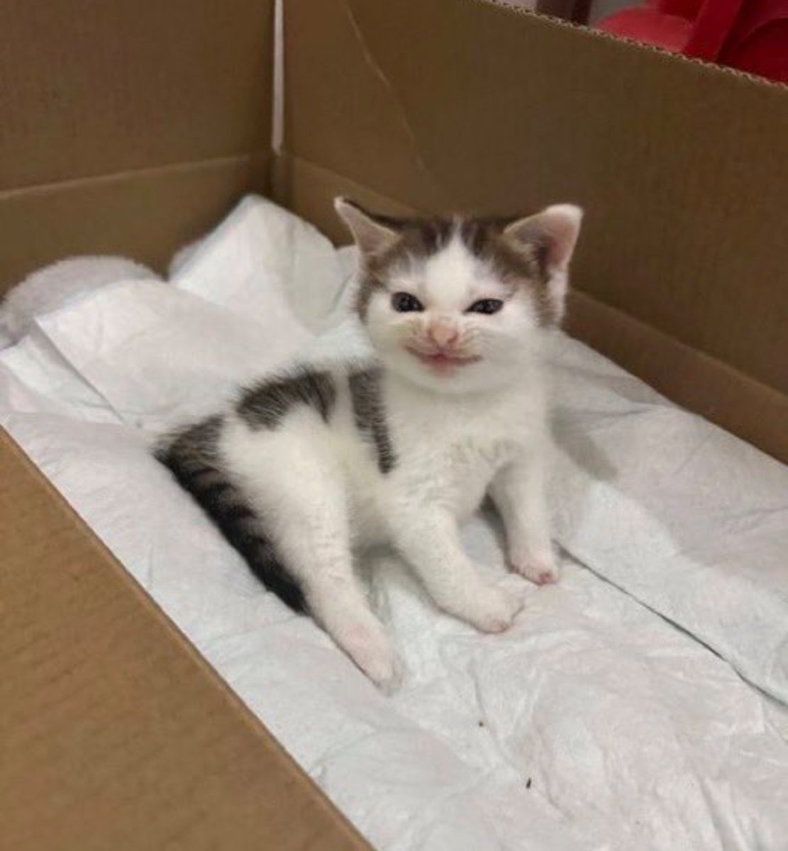 犬しか勝たん tweet media