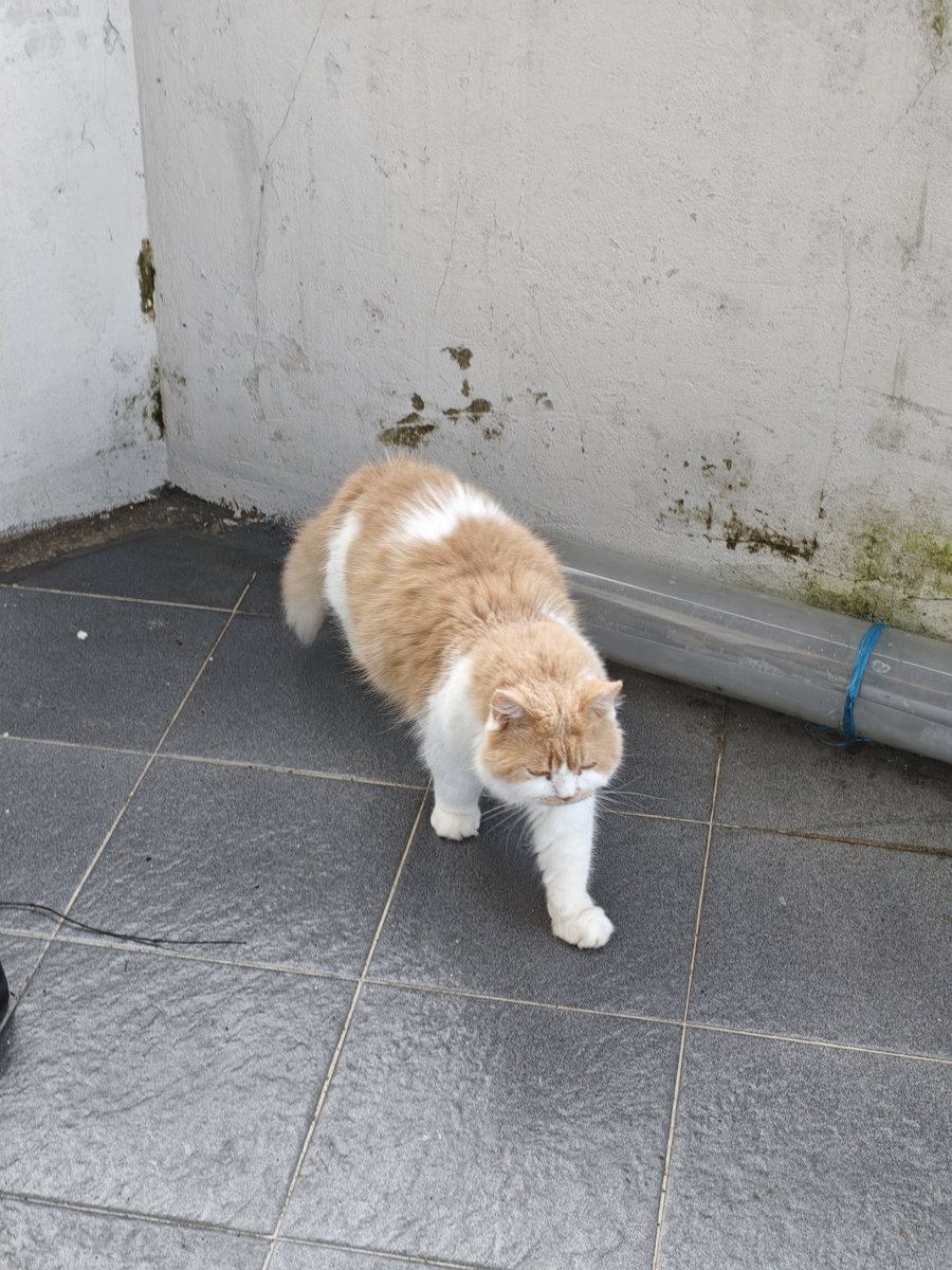 Mocca & M Family 🐱 tweet media