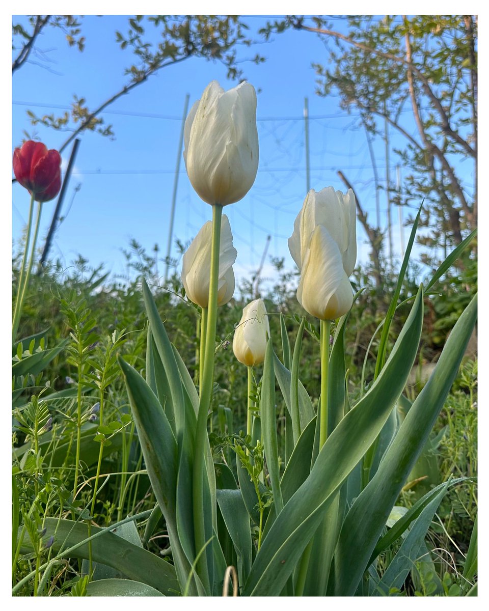 あいri☆亞同盟☆(toshie☆) tweet media