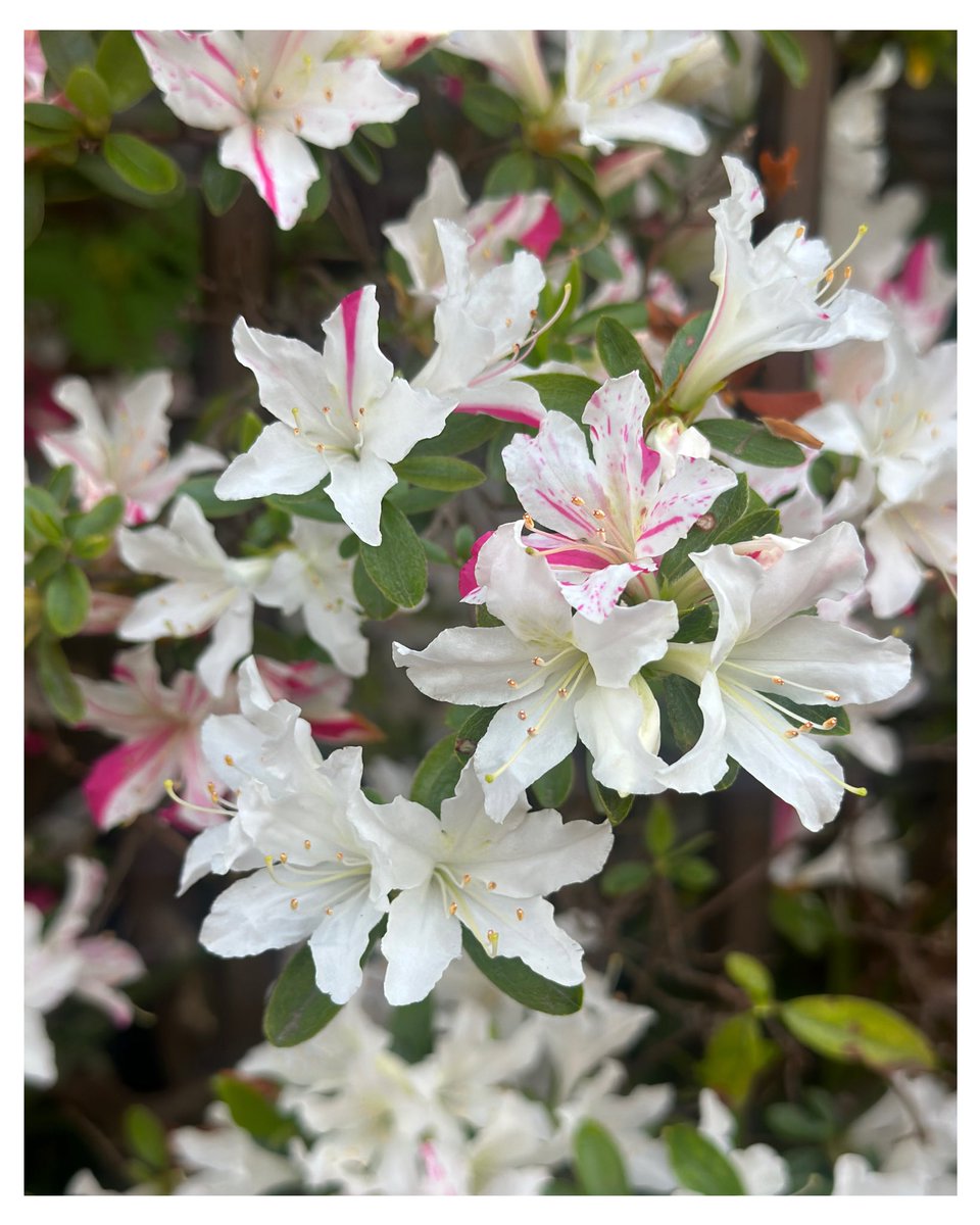 あいri☆亞同盟☆(toshie☆) tweet media