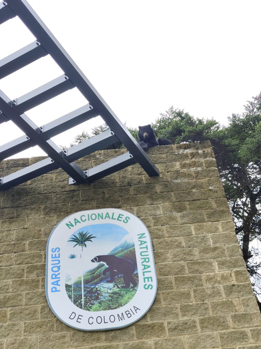 Dizdulaure's tweet photo. Herm-oso y juvenil andino trepadorcito. Créditos al admirado Guardaparques David Díaz en PNNC Chingaza #Osoandino @ParquesColombia 😍🌿 https://t.co/OB5FsbHJLJ