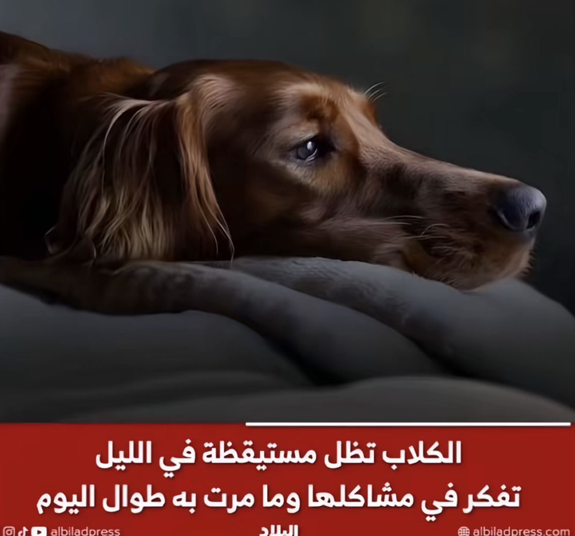 غامض tweet media