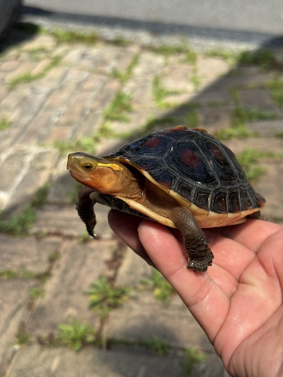 「君は綺麗に育っているね。

青春を迎えたのに、女の子がいなくてごめんね。
よく見てごらん。
その2匹、どちらも男の子なんだ……。」

 #チュウゴクセマルハコガメ