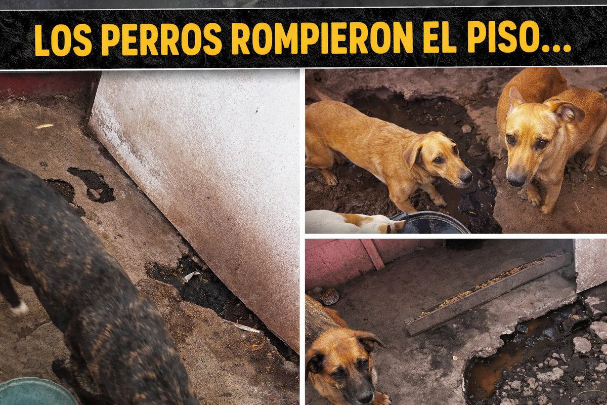 Organización Mi Fiel Amigo tweet media