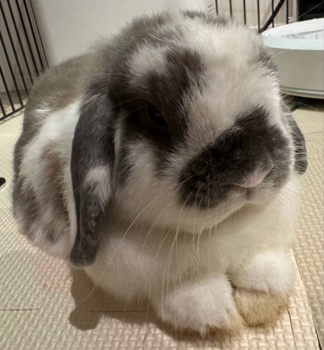 おそば🐰おれお tweet media