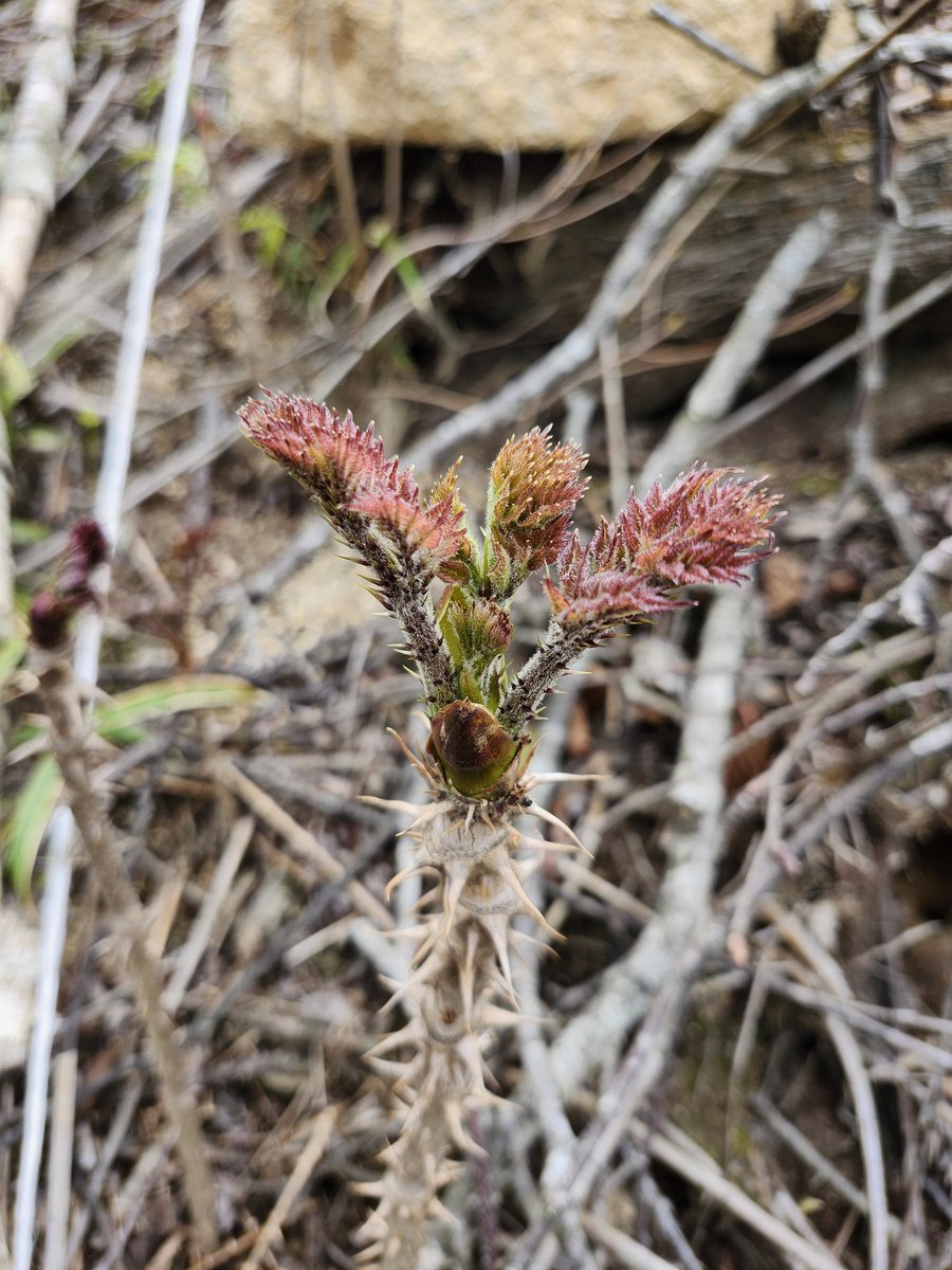 らいちょす tweet media