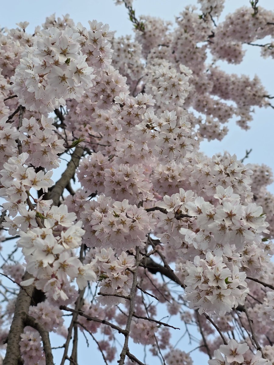 ポム🍎🍏 tweet media