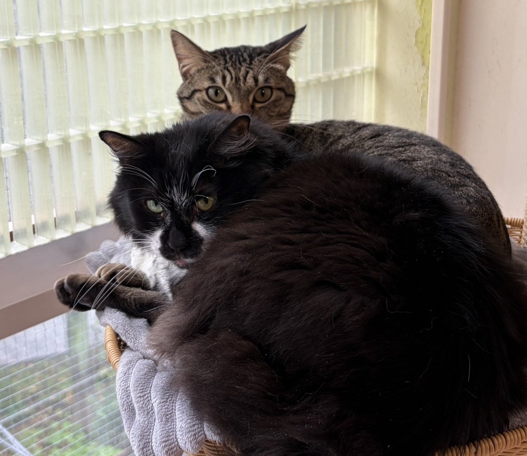 4/17㈮までCatio工事の為、臨時休業いたします。