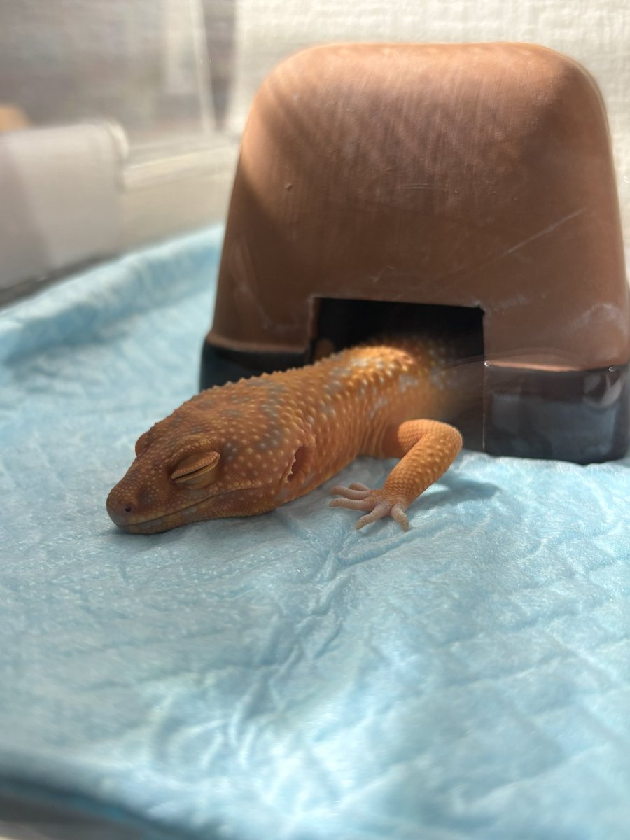 そられぷ tweet media