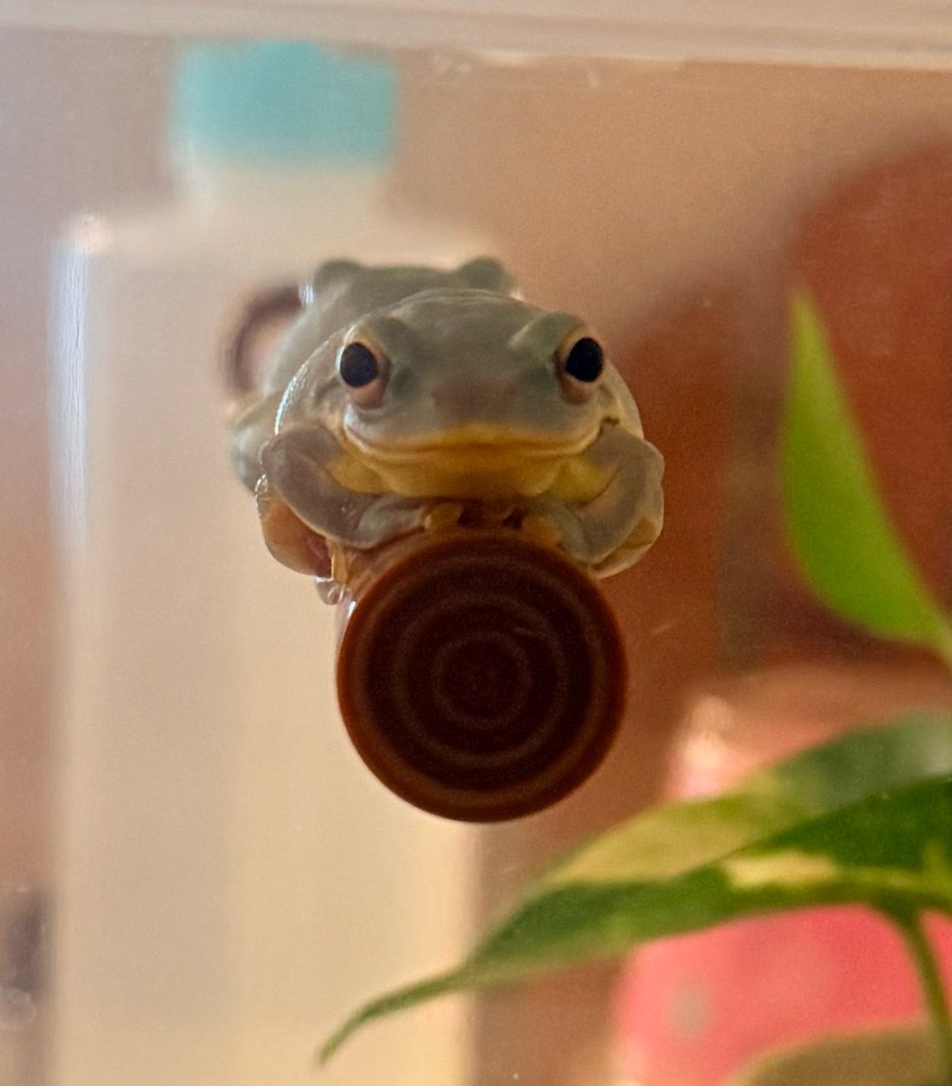 しろぼっちぃ tweet media