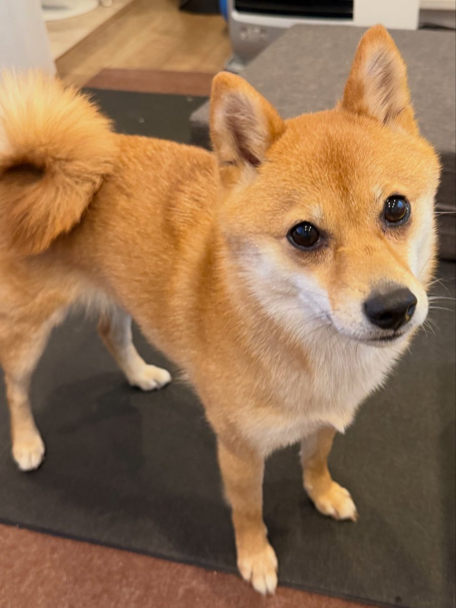 てぃてぃ🐕🐾 tweet media