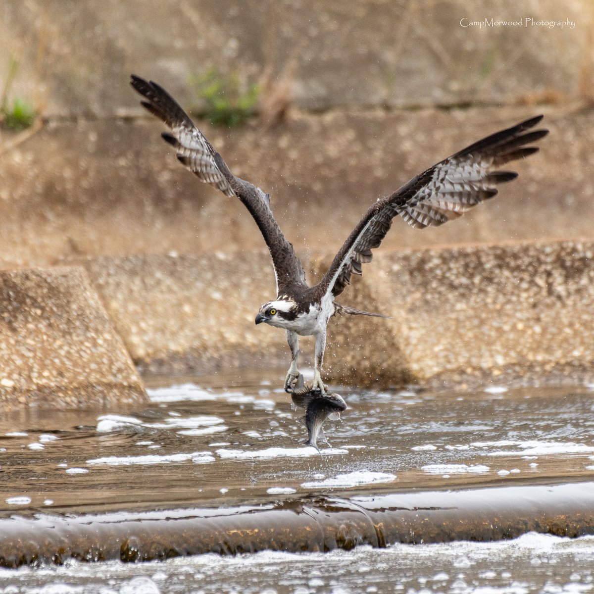 Campmorwood's tweet photo. This Osprey came away with a meal for two!
#Osprey #OspreyFishing #BirdsOfPrey #WildlifePhotography #BirdPhotography #NaturePhotography #Raptor #Wildlife #BirdsOfInstagram #NikonPhotography #NatureLovers #WildlifePerfection #ActionPhotography #CampMorwoodPhotography #FishingBird https://t.co/haJa5spN68