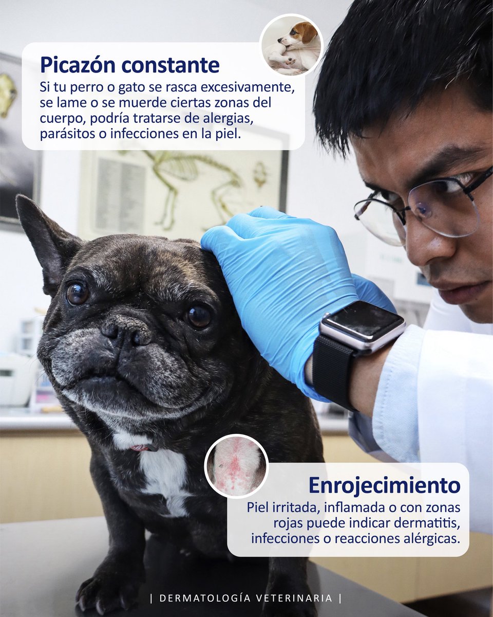 VeterinariadelBosque tweet media