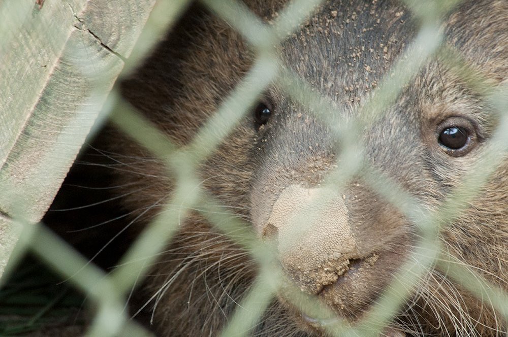 2016/8  フクちゃん🥰🙂
鼻の頭が濡れてるフクちゃんも😆

#ウォンバット #wombat #五月山動物園 #フクちゃん
