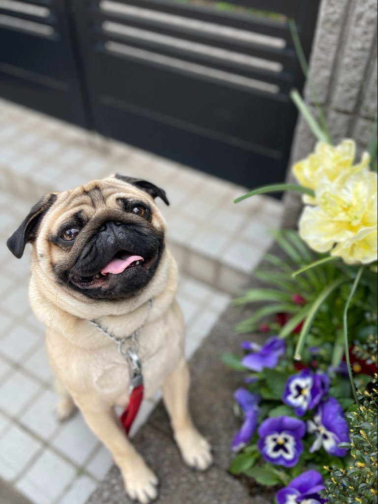 ばぐパグ tweet media