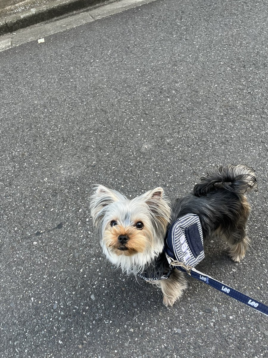 tsubuan_nosuke's tweet photo. 飼い主の散歩に付き合っています。 https://t.co/rYD5havaFo