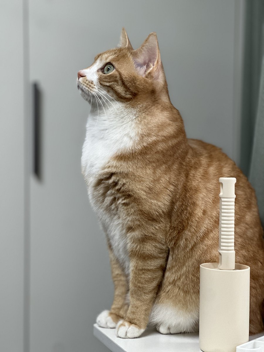 모모코코또또 tweet media