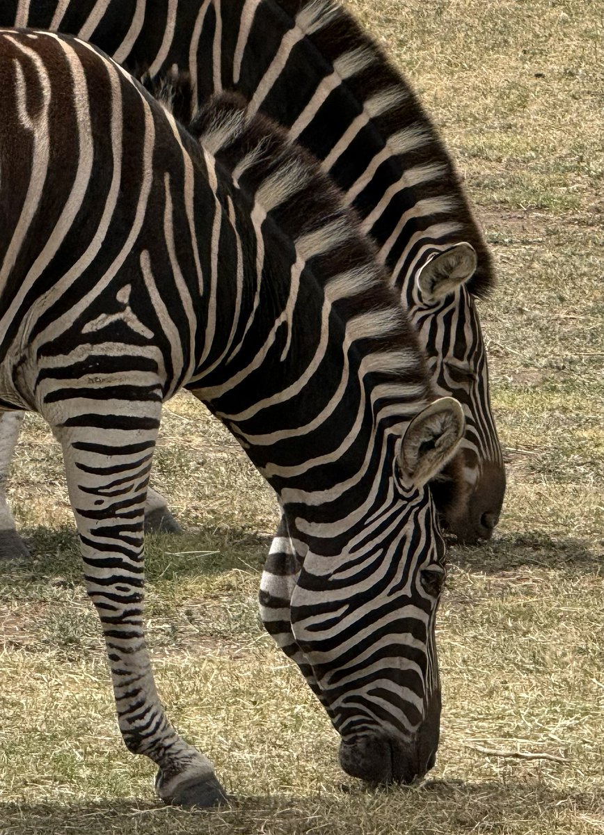 Peace Advocate tweet media