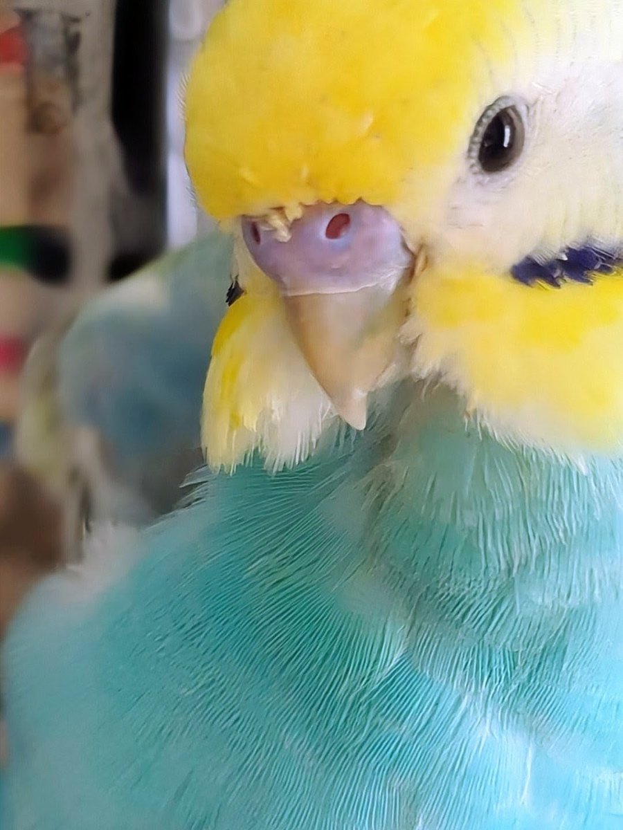 とりちゃん tweet media