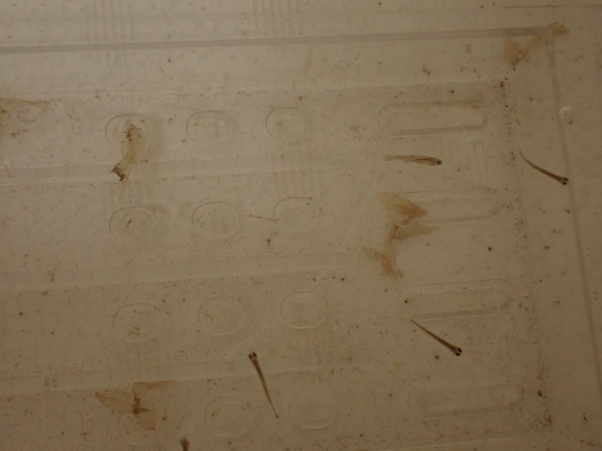 タがイ🟠も💉も百害あって一利なし tweet media