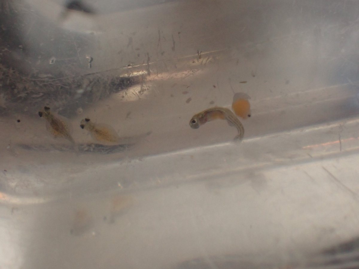 タがイ🟠も💉も百害あって一利なし tweet media