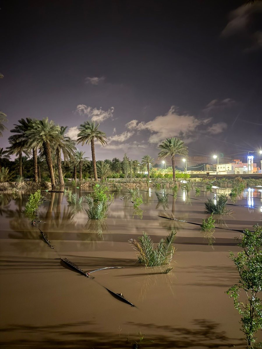 سديم محمد tweet media