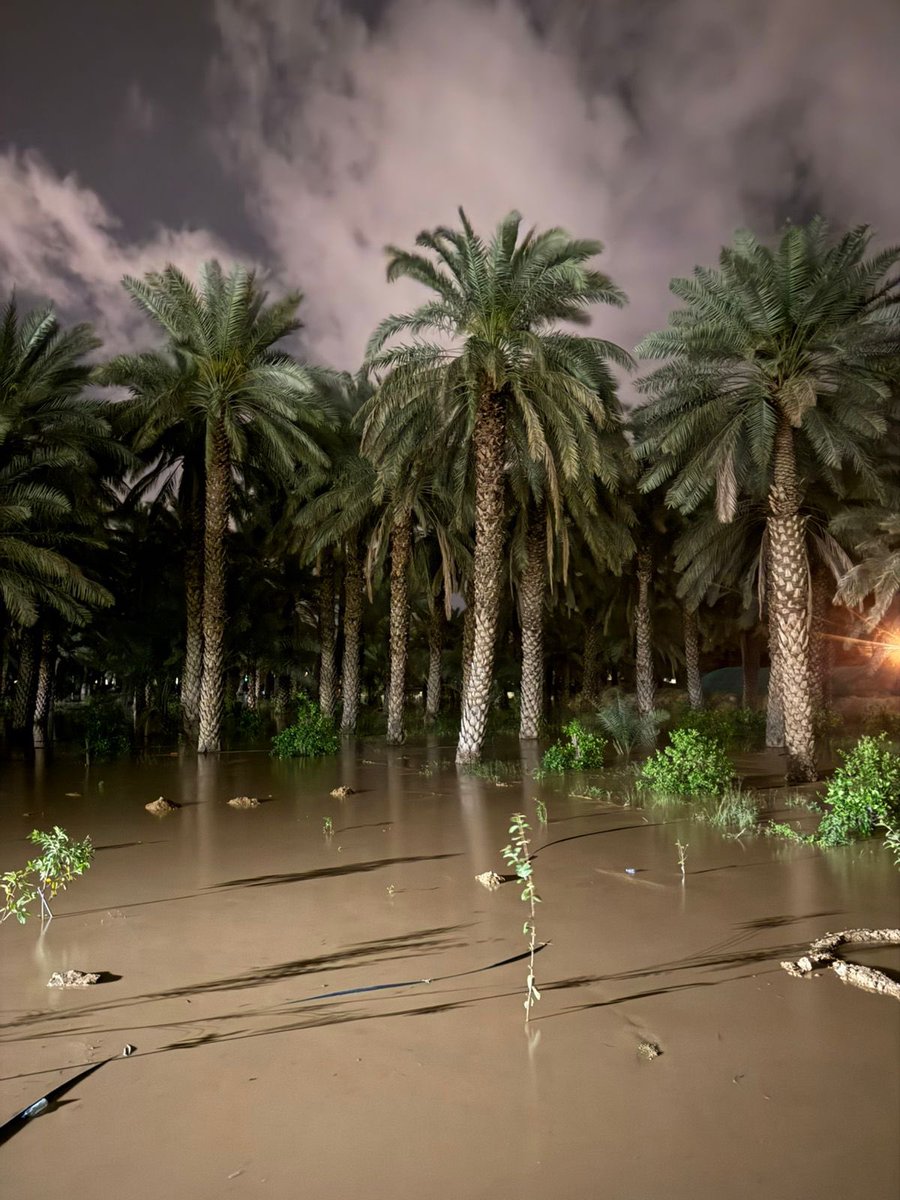 سديم محمد tweet media