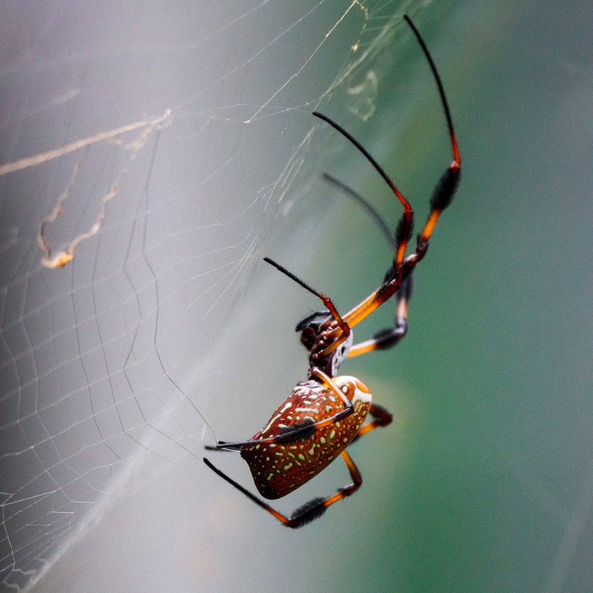 craighewett's tweet image. A Golden Silk Orb-Weaver hard at work weaving it's web🕷️
I hope I never get caught in one of these, I don't want to be supper for a hairy legged spider! 🕸️

#GoldenSilkOrbWeaver #spider #spiderweb