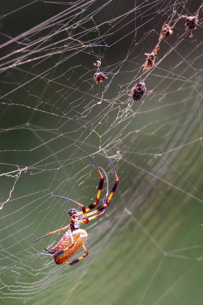 craighewett's tweet image. A Golden Silk Orb-Weaver hard at work weaving it's web🕷️
I hope I never get caught in one of these, I don't want to be supper for a hairy legged spider! 🕸️

#GoldenSilkOrbWeaver #spider #spiderweb