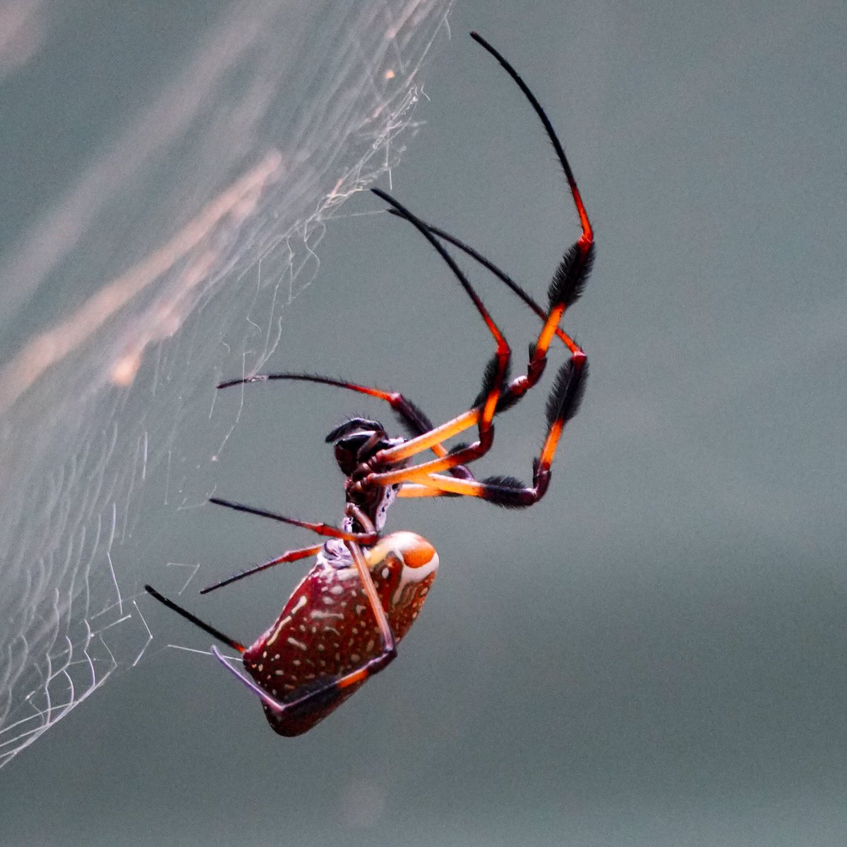 craighewett's tweet image. A Golden Silk Orb-Weaver hard at work weaving it's web🕷️
I hope I never get caught in one of these, I don't want to be supper for a hairy legged spider! 🕸️

#GoldenSilkOrbWeaver #spider #spiderweb
