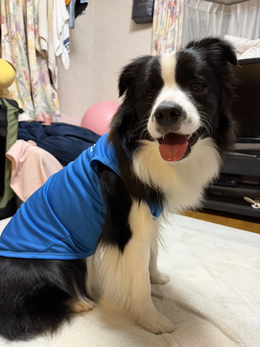 IFukuya's tweet photo. 新しいの買ってもらったの。
みてみてー　ボーダーコリーだよー https://t.co/PvoOP4waOw
